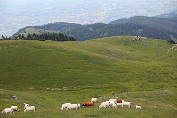 Fototapeta na wymiar Dairy cows grazing on the hills in Italy