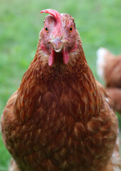 hen in the farm  looking at camera