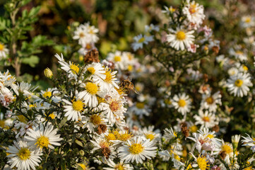 bee and daisies in the garden