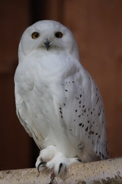 Schneeeule
