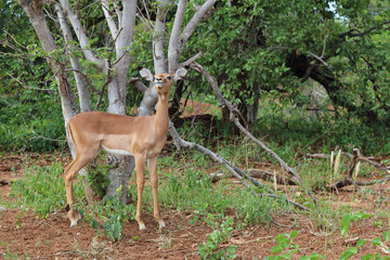 Schwarzfersenantilope / Impala / Aepyceros melampus