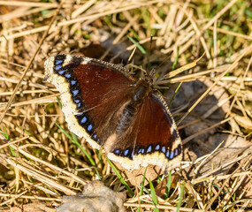 mourning cloak butterfly (Nymphalis antiopa) or Camberwell beauty on dry grass