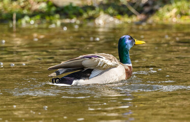 Fototapeta premium wild duck (anas platyrhynchos) male swimming in water