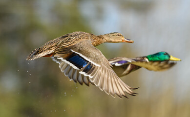 wild duck (anas platyrhynchos) pair in flight