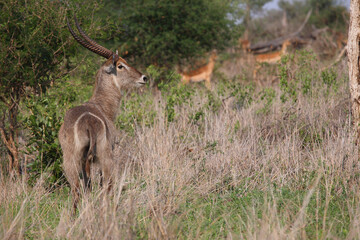 Wasserbock / Waterbuck / Kobus ellipsiprymnus