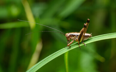 dark bush-cricket (Pholidoptera griseoaptera) on grass blade
