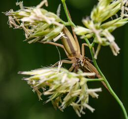 nursery web spider (Pisaura mirabilis) eating insect on grass