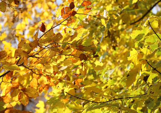 autumn background with many yellow leaves in the branches of the tree