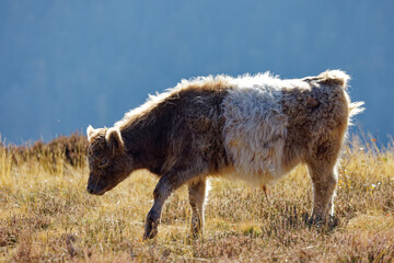 veau de race Galloway