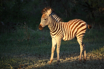 Steppenzebra / Burchell's zebra / Equus burchellii..