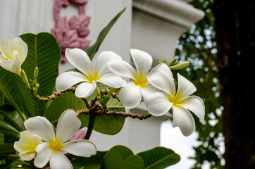 Fresh flowers on the spa garden background