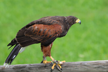 harris buzzard is a bird of prey with brown plumage
