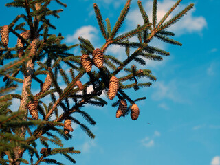 Green spruce branches close up with cones. Spruce branches against a blue sky.