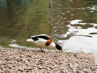 Two ducks are eating food while standing near the lake. Migratory birds are ducks.

