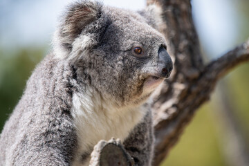 Fototapeta na wymiar Koala