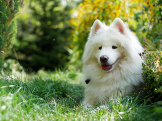 A white Samoyed dog lies in the garden among flowers.
