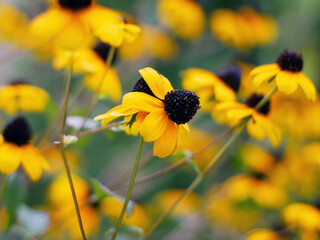 Yellow daisies rudbeckia with a black center bloom in the garden.
 - obrazy, fototapety, plakaty