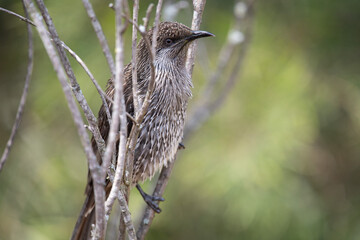 Little Wattle Bird