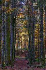 chemin des Vosges en automne