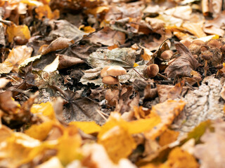 Mushrooms in the forest. Mushrooms and fallen yellow foliage on the ground. Autumn time
