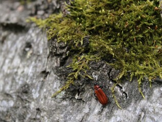 moss in the forest