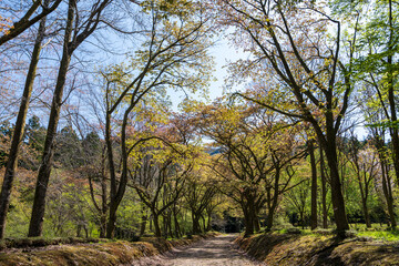 Obraz premium 清々しくて癒される春の森のイメージ