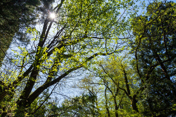 清々しくて癒される春の森のイメージ