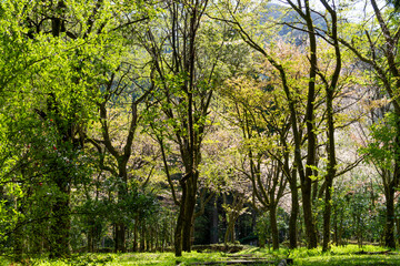 清々しくて癒される春の森のイメージ