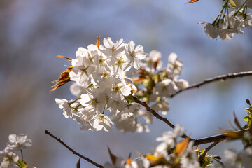 穏やかな春の陽を浴びる桜の花のアップ
