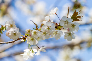 穏やかな春の陽を浴びる桜の花のアップ