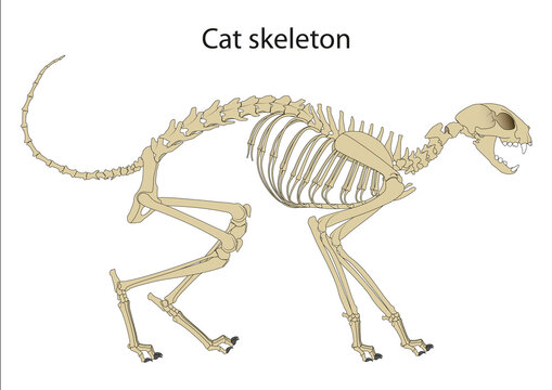 Скелет кота