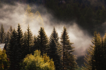 Soft clouds of humidity rising from the alpine forest after a rainy night.
