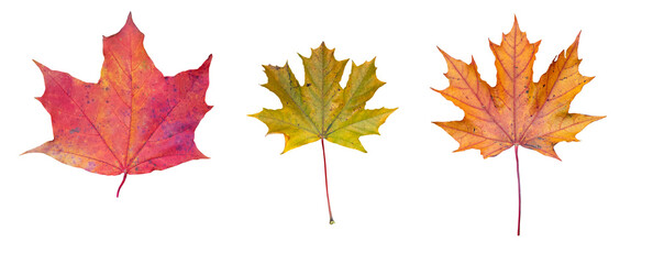 Texture autumn leaves on white background 3 three leaves pack red orange green clipping mask