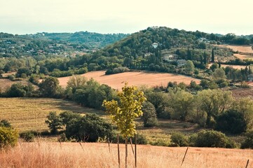 Typical vegetation of the Umbrian rural countryside (Umbria, Italy, Europe) - 466434496