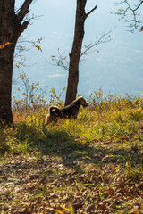 the dog in the autumn forest