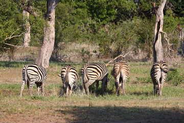 Steppenzebra / Burchell's zebra / Equus burchellii