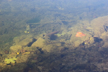 Une truite nageant tranquillement dans la Loue à Quingey