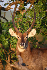 Wasserbock / Waterbuck / Kobus ellipsiprymnus