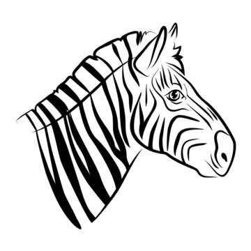 vector white balck contour zebra african horse portrait stripped leather head wild animal