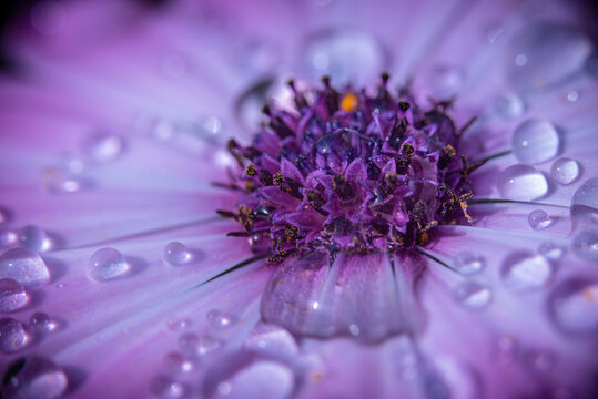 Macro dettagli