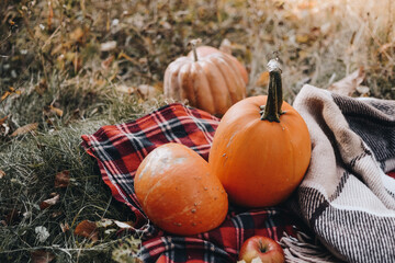 Scandinavian hygge concept. Cozy autumn scene with pumpkins and apples. Flat lay. Fall styled composition in the backyard.