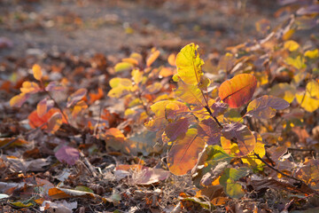 Autumn is golden in the forest. Backlit evening light. Autumn textural background.
