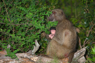 Bärenpavian / Chacma baboon / Papio ursinus......