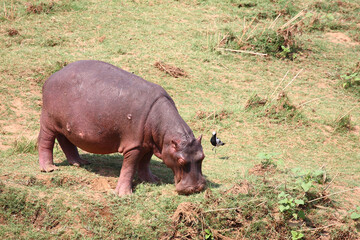 Flußpferd / Hippopotamus / Hippopotamus amphibius