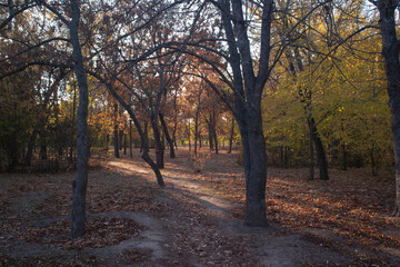 autumn in the forest