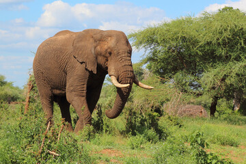 Fototapeta premium Afrikanischer Elefant / African elephant / Loxodonta africana