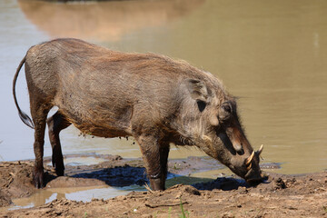 Warzenschwein / Warthog / Phacochoerus africanus