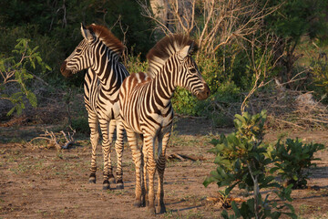 Steppenzebra / Burchell's zebra / Equus burchellii.
