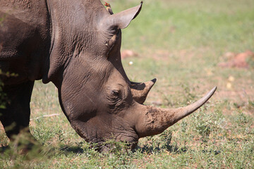 Fototapeta premium Breitmaulnashorn und Rotschnabel-Madenhacker / Square-lipped rhinoceros and Red-billed oxpecker / Ceratotherium simum et Buphagus erythrorhynchus