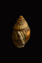 Close-up of tiny gastropod seashell isolated on black background